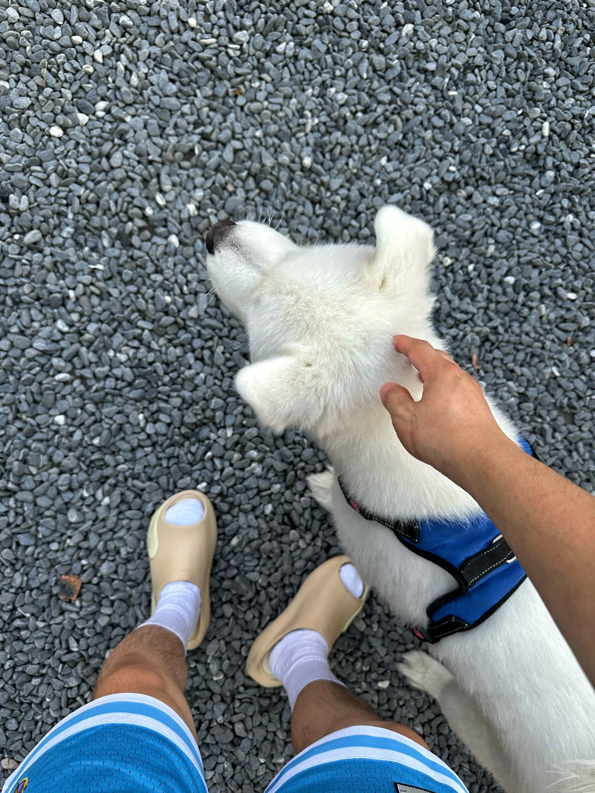 无帮  - VALI鞋履AI设计主图