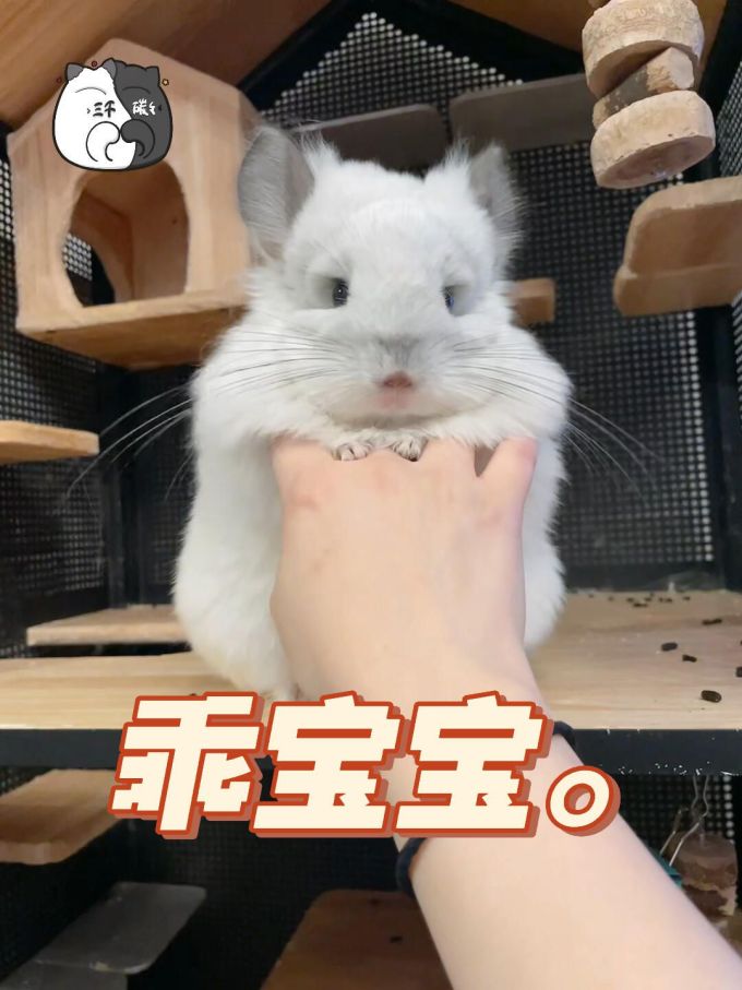 无帮 绒毛/绒面 