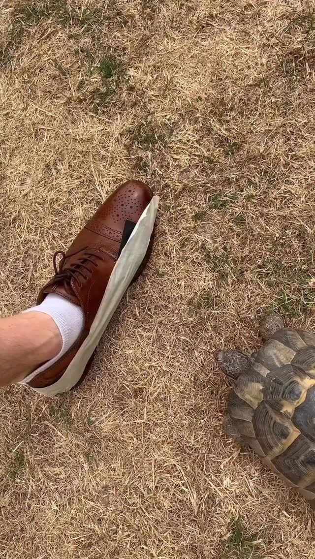 平底 白兰地布朗 深红杉色 剑桥棕 圆头 系带 皮革 